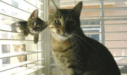 动物电视剧,揭秘野生动物的生存智慧与情感世界