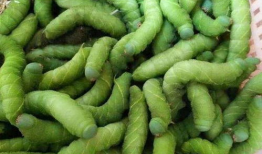 阿麻豆,探寻神秘东方的古老智慧